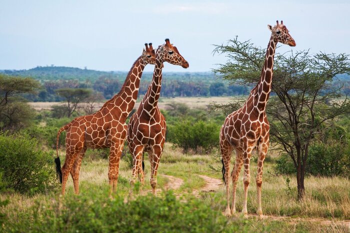 On a culture tour of Uganda, check out the rescued animals, like these Giraffes, at the Uganda Wildlife Education Center