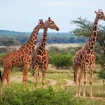 On a culture tour of Uganda, check out the rescued animals, like these Giraffes, at the Uganda Wildlife Education Center
