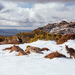 Wild kangaroos in Ben Lomond Ski Resort on a winter's day, Tasmania, Australia 