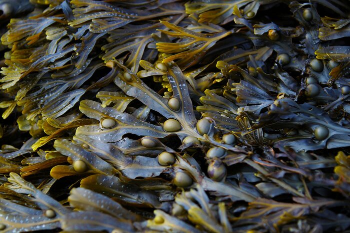 Wild Atlantic Seaweed Baths