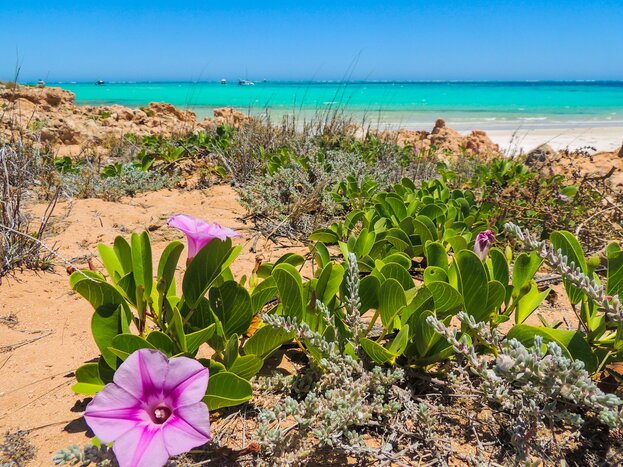 Spend two days swimming with marine life in the Indian Ocean