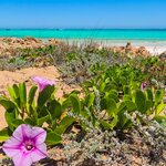 Spend two days swimming with marine life in the Indian Ocean