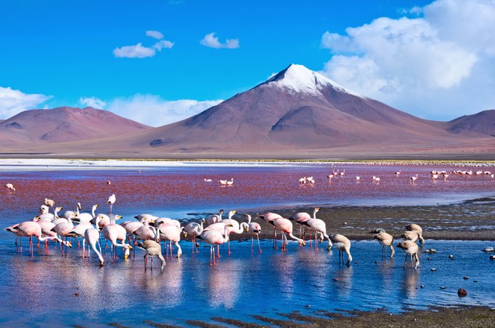 Laguna Colorada Bolivia