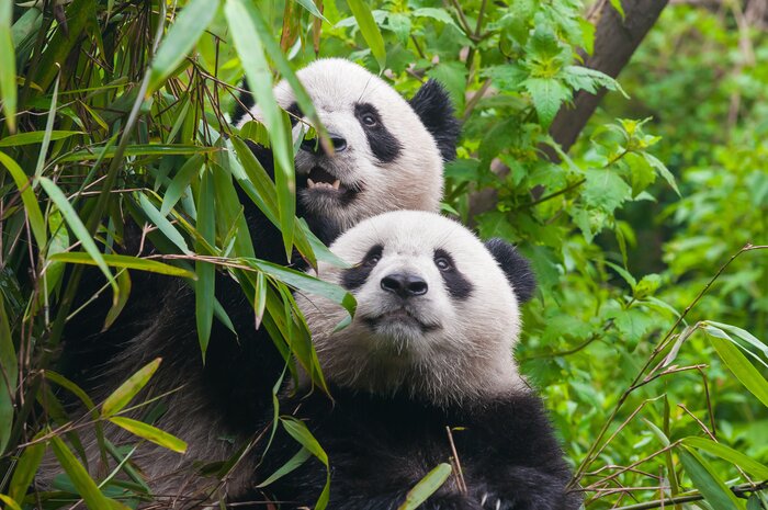 See the iconic sights of China, including pandas, on this nine-day tour
