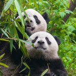 See the iconic sights of China, including pandas, on this nine-day tour
