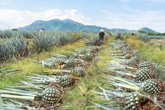 Farmers harvest agave plants to be used in mezcal spirits production