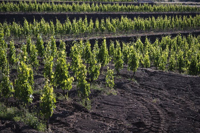 Food Tour - Sorrento ( Olive Oil Tasting + Pizza Cooking Class)