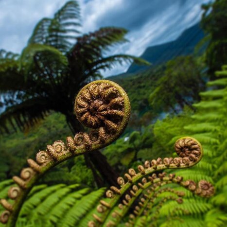 Queen Charlotte track (Ship Cove to Furneaux Lodge walk)
