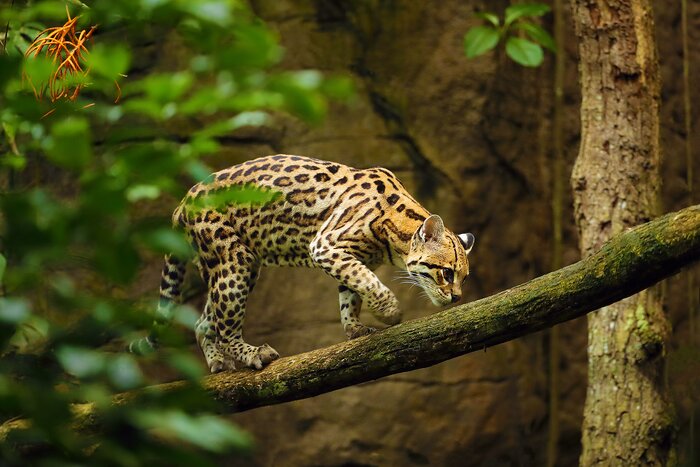 Spot nocturnal animals like ocelots on a night tour