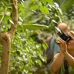 Follow a naturalist guide to some of the best bird-watching spots in Monteverde (photo courtesy of Ocotea Tours)