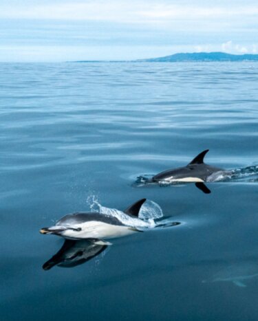 From Lisbon to the Ocean: Bird & Dolphin Watching Experience