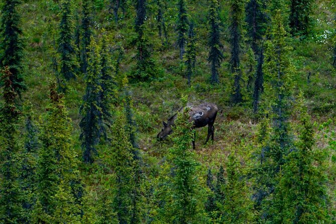 Naturalist Walking Tour in Denali National Park