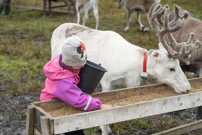 Reindeer Feeding & Northern Lights Experience