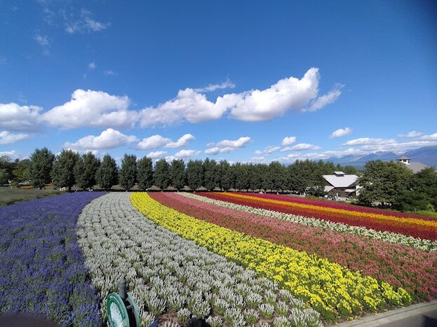 Immerse in A Sea of Flowers: Farm Tomita Tour
