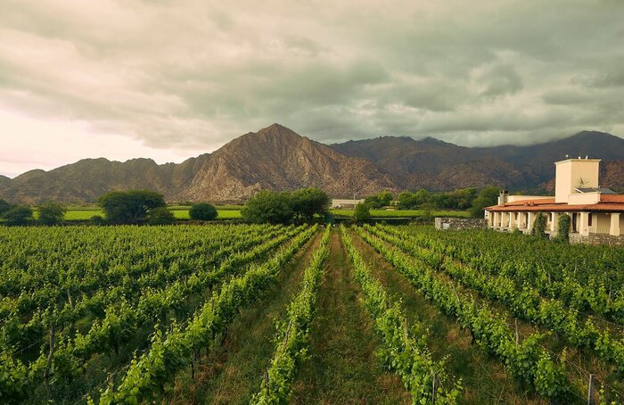 Visit to a Winery in Cafayate and return to Salta
