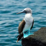 See the bucket-list sites of Ecuador and Peru on this two-week tour, including blue-footed boobies in the Galápagos.