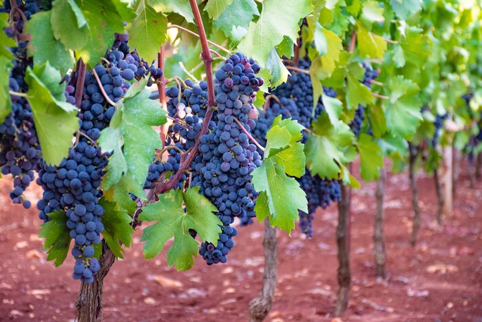 Organic Winery Experience in the Apulian Countryside