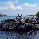 Observe wildlife as you explore the smaller islands of the Galápagos, like Isla Floreana