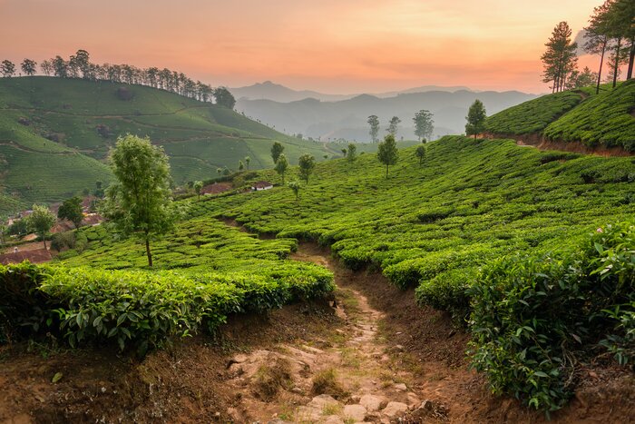 Tea plantation at sunset in Munnar