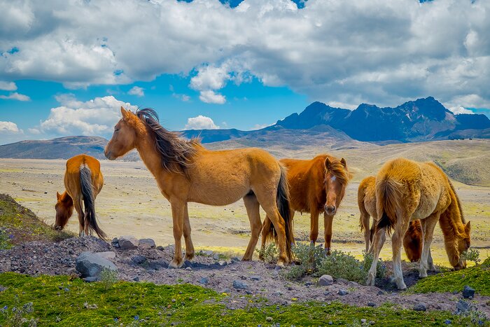 You may see wild horses in Cotopaxi National Park as you go horsebackriding to volcanoes
