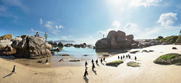 Full day penguin safari - Cape Peninsula