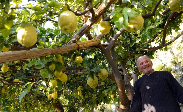 Be amazed by the sheer size of the Sfusato Amalfitano lemon variety (photo courtesy of Amalfi Lemon Experience)