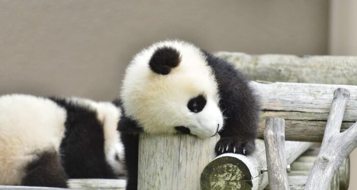 Dujiangyan Panda Base Volunteering Day Trip
