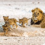 Lions in Etosha National Park