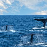 Spot whales and dolphins with the help of a naturalist on a boat cruise from Mirissa
