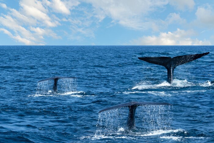 Spot whales and dolphins with the help of a naturalist on a boat cruise from Mirissa