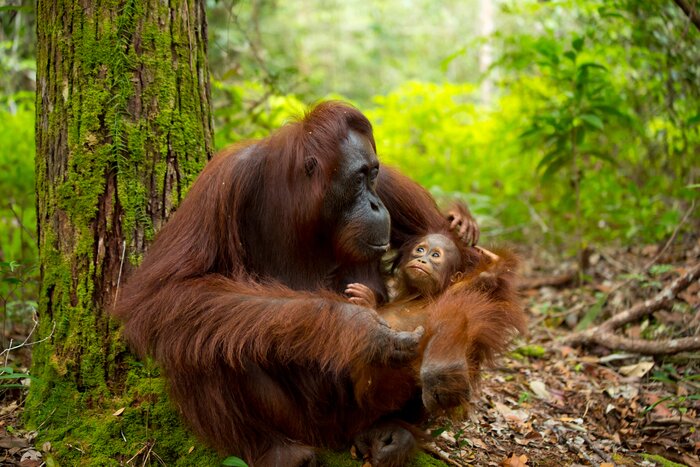 Visit two sanctuaries for orangutans on this wildlife adventure