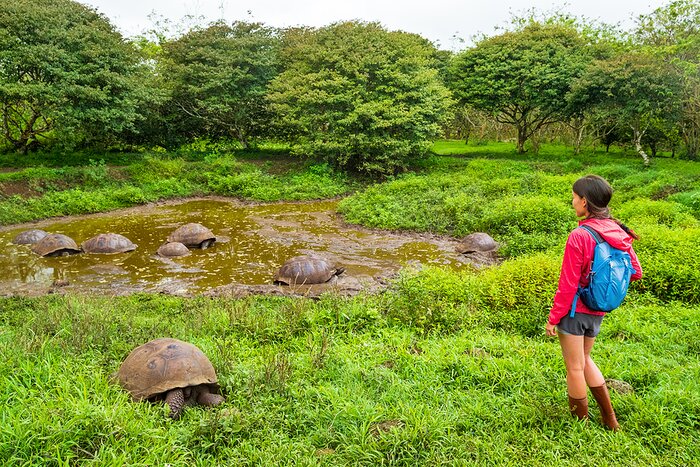 See giant tortoises in their natural habitat on Isla Santa Cruz