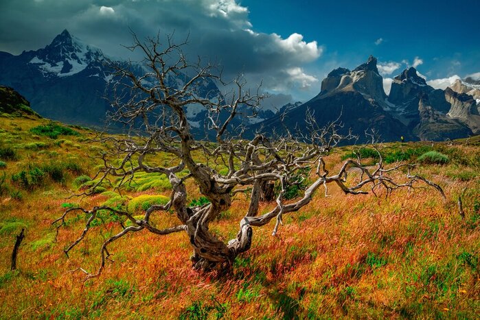 Watch the sunset over the wind-whipped trees of Tierra del Fuego National Park
