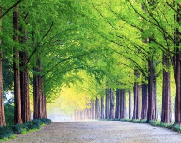 The Alluring Nami Island (Private)
