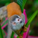 Spot diverse wildlife like spider monkeys in multiple national parks including Manuel Antonio