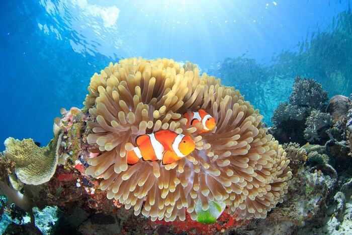 Diving in Raja Ampat