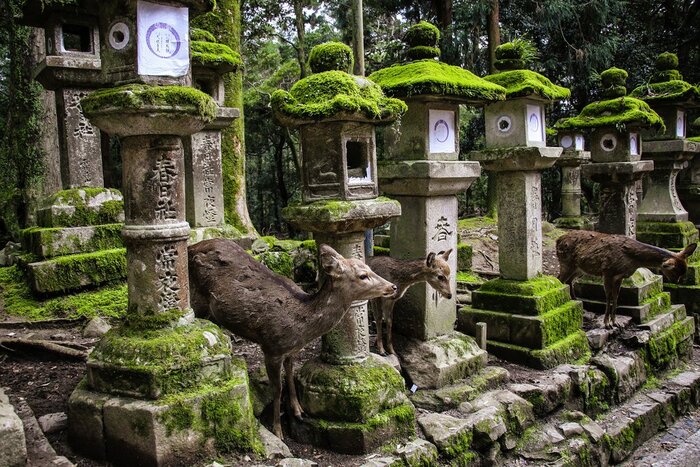 Cover Japan's highlights and meet sacred dear in Nara