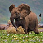 See wild elephants and other animals in the Kazinga Channel of Queen Elizabeth National Park