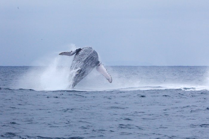 See humpback whales off the coast of Puerto López