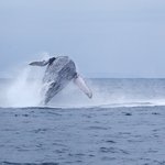 See humpback whales off the coast of Puerto López