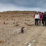Walking by penguins on Isla Magdalena