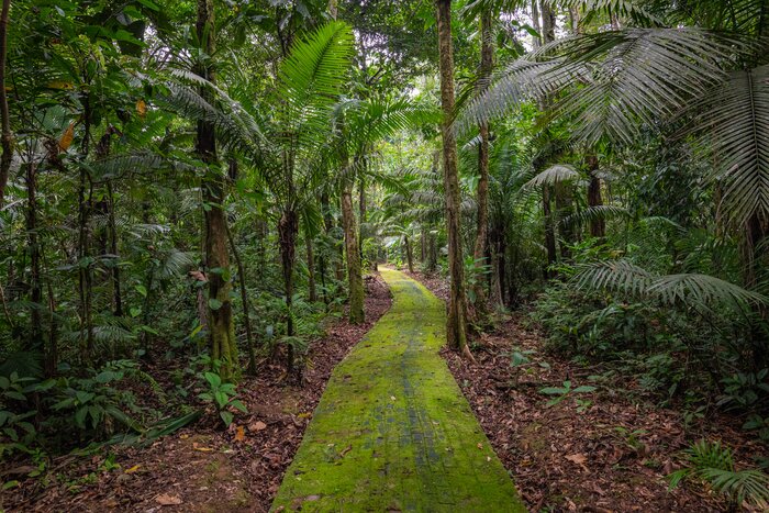 Jungle hiking trails remain dry underfoot in the Amazon's Parque Nacional Yasuni in October