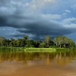 Observe native East Malaysian wildlife as you boat along the Kinabatangan River