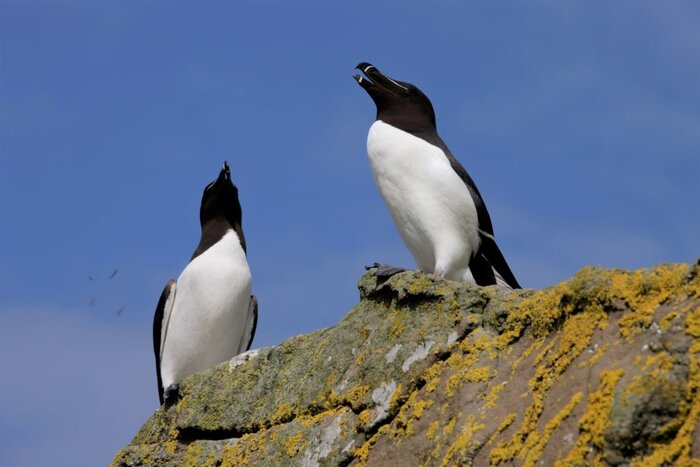 Treshnish Isles Wildlife Cruise and Staffa Trip from Oban