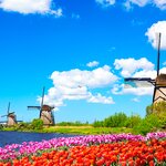 Flower fields in the Netherlands