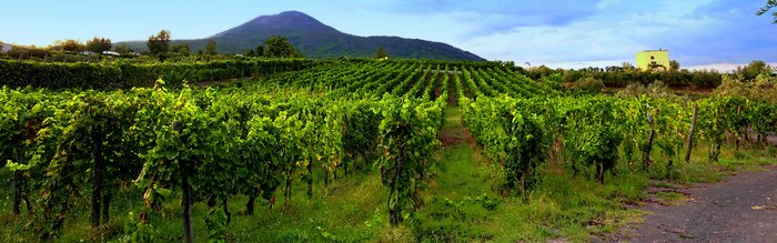 Wine tasting in Pompeii area including light lunch