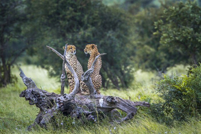Seek out cheetahs and more on a two-week South Africa safari trip