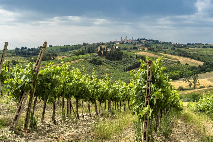 A Tuscan summer landscape of rolling hills with its vineyards and olive groves and "towerful" San Gimignano in the distance