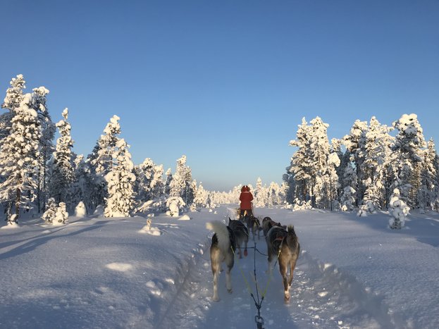 Private Husky Farm Visit and Safari
