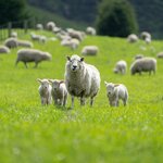 New Zealand is replete with sheep, and lambs are a welcome addition in spring